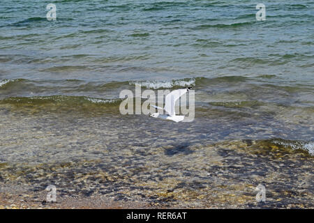 Möwe am Lake Huron Stockfoto