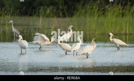 Löffler/Platalea leucorodia Stockfoto