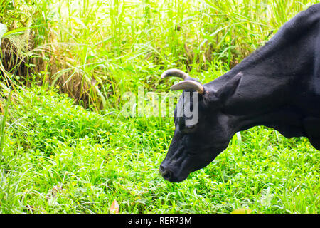 Die Kuh frisst frisches grünes Gras. Köstliche Milch wird in den Abend. Stockfoto