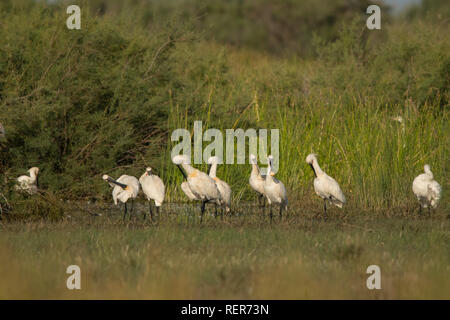 Löffler/Platalea leucorodia Stockfoto