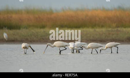 Löffler/Platalea leucorodia Stockfoto