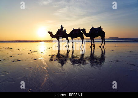 Kamele in der Ufer von Essaouira, Marokko Stockfoto