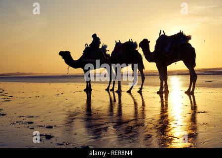 Kamele in der Ufer von Essaouira, Marokko Stockfoto