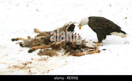 Mccausland, Iowa, USA. Jan, 2019 18. Ein amerikanischer Weißkopfadler Feeds auf ein Reh Karkasse im Winter Schnee gerade Weg 240 Avenue südlich von McCausland, Iowa Freitag, 18. Januar 2019. Credit: Kevin E. Schmidt/Viererkabel - Zeiten/ZUMA Draht/Alamy leben Nachrichten Stockfoto