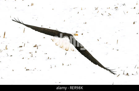 Mccausland, Iowa, USA. Jan, 2019 18. Eine amerikanische Adler fliegt auf ein Reh Tierkörpers, gerade Weg 240 Avenue südlich von McCausland, Iowa Freitag, 18. Januar 2019. Credit: Kevin E. Schmidt/Viererkabel - Zeiten/ZUMA Draht/Alamy leben Nachrichten Stockfoto