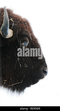 Mccausland, Iowa, USA. Jan, 2019 18. Ein Büffel wandert eine verschneite feild Freitag, 18. Januar 2019 an der Buffalo Bill Cody Gehöft in der Nähe von McCausland, Iowa. Credit: Kevin E. Schmidt/Viererkabel - Zeiten/ZUMA Draht/Alamy leben Nachrichten Stockfoto