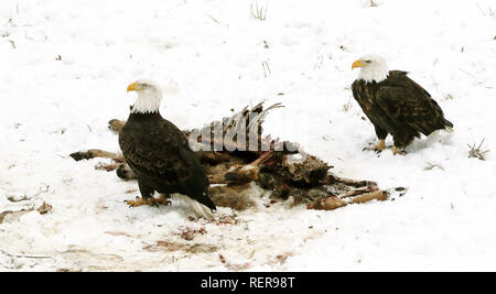 Mccausland, Iowa, USA. Jan, 2019 18. Ein paar amerikanischen Weißkopfadler feed auf ein Reh Karkasse im Winter Schnee gerade Weg 240 Avenue südlich von McCausland, Iowa Freitag, 18. Januar 2019. Credit: Kevin E. Schmidt/Viererkabel - Zeiten/ZUMA Draht/Alamy leben Nachrichten Stockfoto