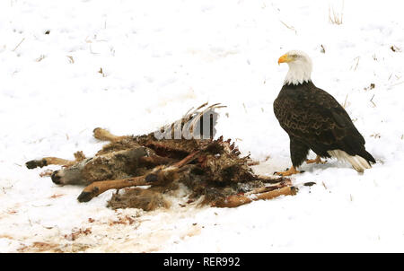 Mccausland, Iowa, USA. Jan, 2019 18. Ein amerikanischer Weißkopfadler Feeds auf ein Reh Karkasse im Winter Schnee gerade Weg 240 Avenue südlich von McCausland, Iowa Freitag, 18. Januar 2019. Credit: Kevin E. Schmidt/Viererkabel - Zeiten/ZUMA Draht/Alamy leben Nachrichten Stockfoto