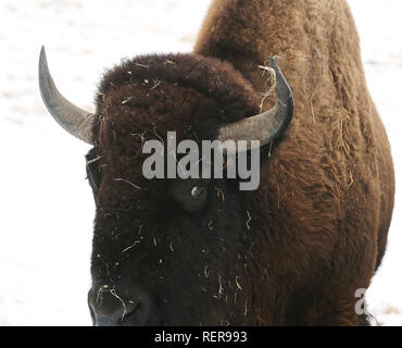 Mccausland, Iowa, USA. Jan, 2019 18. Ein Büffel wandert eine verschneite feild Freitag, 18. Januar 2019 an der Buffalo Bill Cody Gehöft in der Nähe von McCausland, Iowa. Credit: Kevin E. Schmidt/Viererkabel - Zeiten/ZUMA Draht/Alamy leben Nachrichten Stockfoto