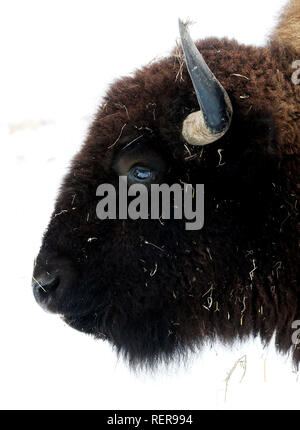 Mccausland, Iowa, USA. Jan, 2019 18. Ein Büffel wandert eine verschneite feild Freitag, 18. Januar 2019 an der Buffalo Bill Cody Gehöft in der Nähe von McCausland, Iowa. Credit: Kevin E. Schmidt/Viererkabel - Zeiten/ZUMA Draht/Alamy leben Nachrichten Stockfoto