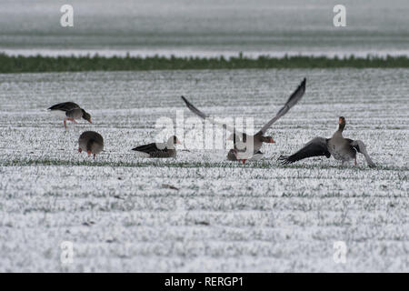 23. Januar 2019, Nordrhein-Westfalen, Köln: Wilde Gänse Suche nach Essen auf schneebedeckte Felder in der Nähe von Köln-Auweiler. Foto: Henning Kaiser/dpa Stockfoto