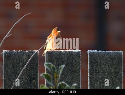 23., Januar 2019. Ein Chaffinch (Fringilla coelebs) sammelt Wärme aus der Morgensonne, die auf einem frostigen Gartenzaun in Glasgow, Schottland, Großbritannien, Europa sitzt Stockfoto