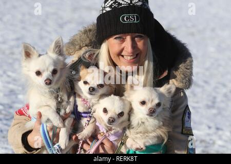 Aviemore, Cairngorms, Schottland, Großbritannien. 23. Januar 2019: Die ersten Konkurrenten für die jährliche Aviemore Sled Dog Rally angekommen sind, drei Tage vor der Veranstaltung an diesem Wochenende. Karen Jones von Team kalte Füße hat von der Lincoln mit ihren Satz von mehr als 30 Schlittenhunde gereist. Sie wird vom Team Maskottchen der Diddlies, eine bunte Packung mit Chihuahuas, die jeweils mit einem unterschiedlichen farbigen Schwanz unterstützt werden. Credit: Andrew Smith/Alamy leben Nachrichten Stockfoto