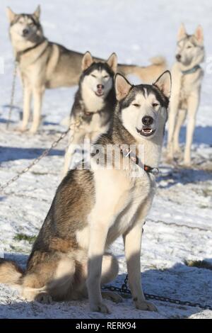 Aviemore, Cairngorms, Schottland, Großbritannien. 23. Januar 2019: Die ersten Konkurrenten für die jährliche Aviemore Sled Dog Rally angekommen sind, drei Tage vor der Veranstaltung an diesem Wochenende. Karen Jones von Team kalte Füße hat von der Lincoln mit ihren Satz von mehr als 30 Schlittenhunde gereist. Sie wird vom Team Maskottchen der Diddlies, eine bunte Packung mit Chihuahuas, die jeweils mit einem unterschiedlichen farbigen Schwanz unterstützt werden. Credit: Andrew Smith/Alamy leben Nachrichten Stockfoto