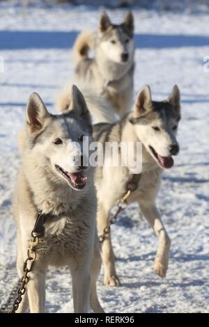 Aviemore, Cairngorms, Schottland, Großbritannien. 23. Januar 2019: Die ersten Konkurrenten für die jährliche Aviemore Sled Dog Rally angekommen sind, drei Tage vor der Veranstaltung an diesem Wochenende. Karen Jones von Team kalte Füße hat von der Lincoln mit ihren Satz von mehr als 30 Schlittenhunde gereist. Sie wird vom Team Maskottchen der Diddlies, eine bunte Packung mit Chihuahuas, die jeweils mit einem unterschiedlichen farbigen Schwanz unterstützt werden. Credit: Andrew Smith/Alamy leben Nachrichten Stockfoto