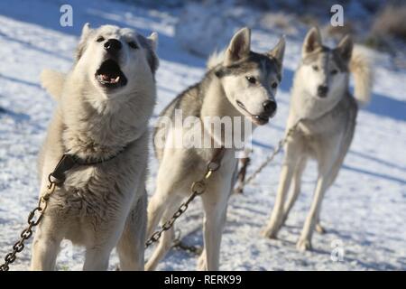 Aviemore, Cairngorms, Schottland, Großbritannien. 23. Januar 2019: Die ersten Konkurrenten für die jährliche Aviemore Sled Dog Rally angekommen sind, drei Tage vor der Veranstaltung an diesem Wochenende. Karen Jones von Team kalte Füße hat von der Lincoln mit ihren Satz von mehr als 30 Schlittenhunde gereist. Sie wird vom Team Maskottchen der Diddlies, eine bunte Packung mit Chihuahuas, die jeweils mit einem unterschiedlichen farbigen Schwanz unterstützt werden. Credit: Andrew Smith/Alamy leben Nachrichten Stockfoto