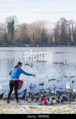 Kidderminster, Großbritannien. 23. Januar, 2019. UK Wetter: Leichter Schnee bleibt auf dem Boden und Temperaturen sind nur knapp über dem Gefrierpunkt. Dieses gutherzige junge Dame regelmäßig füttert die Enten und Schwäne mindestens vier Tage in der Woche, an erheblichen Kosten zu sich selbst, wissend, dass, wenn Frost Streik, unsere Tierwelt braucht so viel Hilfe wie möglich, sie verloren während der Wintermonate zu speichern. Kredit Lee Hudson/Alamy Leben Nachrichten. Stockfoto