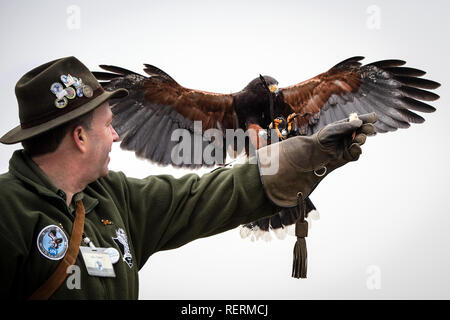 Dortmund, Deutschland. 23 Jan, 2019. 'Hännerchen', einem amerikanischen Wüste Bussard, fliegt zu seinem falconer Mike Thieke beim Fotoshooting vor der Messe Jagd & Hund und Fisch & Engel. Die Messe findet vom 29.01. bis 03.02. in den Westfalenhallen. Quelle: Bernd Thissen/dpa/Alamy leben Nachrichten Stockfoto