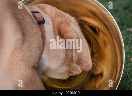 Dortmund, Deutschland. 23 Jan, 2019. Labrador Welpe Hedi schaut auf ihr Spiegelbild in einem Jagd Horn beim Fotoshooting im Vorfeld der Jagd & Hund und Fisch & Engel messen. Die Messe findet vom 29.01. bis 03.02. in den Westfalenhallen. Quelle: Bernd Thissen/dpa/Alamy leben Nachrichten Stockfoto