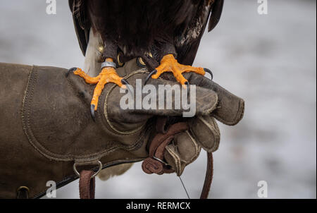 Dortmund, Deutschland. 23 Jan, 2019. 'Hännerchen', einem amerikanischen Wüste Bussard, sitzt auf dem Handschuh seiner Falconer Mike Thieke beim Fotoshooting vor der Messe Jagd & Hund und Fisch & Engel. Die Messe findet vom 29.01. bis 03.02. in den Westfalenhallen. Quelle: Bernd Thissen/dpa/Alamy leben Nachrichten Stockfoto