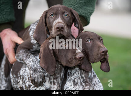 Dortmund, Deutschland. 23 Jan, 2019. Drei deutsche Kurzhaar Welpen an der Fotograf beim Fotoshooting im Vorfeld der Messe Jagd & Hund und Fisch & Engel. Die Messe findet vom 29.01. bis 03.02. in den Westfalenhallen. Quelle: Bernd Thissen/dpa/Alamy leben Nachrichten Stockfoto