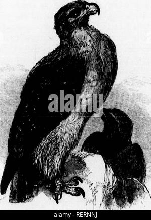 . Die illustrierte Naturgeschichte [microform]. Natural History; Baron. 198 Natural History. Familie IV. . Falconida). Sub-Familie ein. Aquillme. AqcIla. - (Lat. ein Ewjh.). ChrysaOtos (Oder. XpiKroUros, Golden Eagle), ich 'Le iiolden Eagk. Vierte primäre Feder lioiug am längsten. Tlio Füße der Gattung A (| uila Arc gefiederten bis zu den Zehen. Der goldene Adler ist in den meisten] gefunden) Kunst in Europa, und ist nicht in Großbritannien gelegentlich, vor allem in den gebirgigen Teilen von Schottland und der Helmdes. Die fligiit von tliis mag-nificent Vogel eigentümlich ist wunderschön und impo. Singen, aber seine giiit Wenn auf Stockfoto