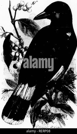 . Die illustrierte Naturgeschichte [microform]. Vögel; Naturgeschichte; Oiseaux; Baron. THK JAY. 381 Die von lliglit tliis Vogel in iicitlii hIioiij, 'r' und nicht 'sustaiiU Holdoiii niul, es dauert bis Vin;, 'uliies eonniion tliat sind so in ihrer Heimat. Als {allgemeine Regel, es sich mit lediglich das Schlagen von einem Treo zu auotlior und vermeidet jegliche ojieii criviit spaoo mit Sorge. Während llyin^,', die boautif hlack "und weiße Markierungen Der iilutnage Lire sehr auffällig, es ist ein iiiest laut und Lo ([uacious liird,] Hi&gt;s. In;", laut und neugierig Rin^^' Stimme, und b Stockfoto