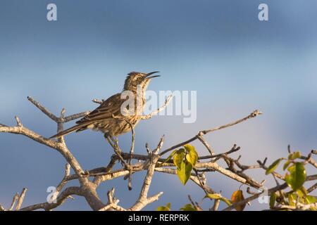 Chatham Island Mockingbird (Nesomimus melanotis), Insel San Cristobal Galapagos Inseln, Weltkulturerbe der UNESCO, Ecuador Stockfoto