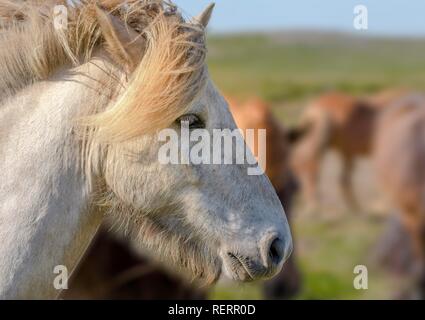 Weiß Islandpferd im Hochformat, Wind in der Mähne, Sauðárkrókur, Akrahreppur, Norðurland djupivogur, Island Stockfoto