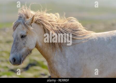 Weiß Islandpferd im Hochformat, Wind in der Mähne, Sauðárkrókur, Akrahreppur, Norðurland djupivogur, Island Stockfoto