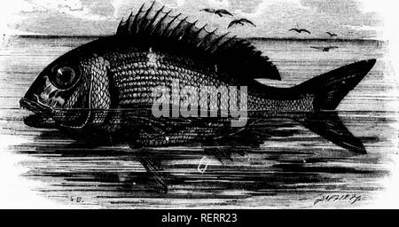 . Die illustrierte Naturgeschichte [microform]. Reptilien, Fische, Weichtiere; Naturgeschichte; Reptilien; Poissons; Mollusques; Baron. "Ii*"&gt;t. IIUA r/.]:. - Rninii.^ mfmris. Ein weiteres von vanety (Ins fisli ist in einer sehr einzigartigen Weise zu kennzeichnen. Tlie vorderen Teil der boJy ist schwarz, diversifizierten mit zwei weißen längs Hände, eine von oben das Auge an den Anfang des Soft dorsale Zinn gezeichnet, und die anderen laufenden obliciuely von der Backe gerade unter das Auge auf die Seitenlinie. Auf jeder Seite des Schwanzes ist ein Lar^ e schwarzer Fleck. Etwa 20 Arten dieser Gattung sind bekannt, Stockfoto