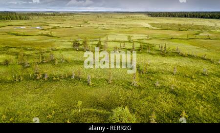 Drone, Luftbild, Arktis borealen Wald mit Kiefern (Pinus) und Birken (Betula) in Feuchtgebieten, Moor, Sodankylä, Lappland Stockfoto