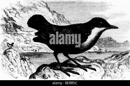 . Die illustrierte Naturgeschichte [microform]. Vögel; Naturgeschichte; Oiseaux; Sciences Naturelles. mvmn. âlljiihobulef ctnclus. Hals, sind auch Schwarz, ein schwärzlicher Linie durch die Augen, die Kehle ist "reyish weiß und der Bauch- und unteren Oberfläche des Körpers sind bräunlich Grau. In der Gesamtlänge der Vogel Maßnahmen etwa neun Zentimeter. Â° die Short-tailed Pitta, also von der extremen Kürze der, dass die sogenannte ist ein Eingeborener von Indien, die meisten reichlich gefunden in Bengalen. Es ist eine schnelle, lebhafte Vogel auf Boden, tlie rarelv zu Flug, außer wenn es unbedingt so gezwungen zu tun, aber Mo Stockfoto