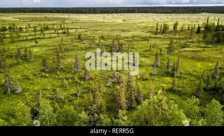 Drone, Luftbild, boreal, Arktis Wald mit Kiefern (Pinus) in das Feuchtgebiet, am Abend bei Sonnenuntergang rot Moor, Sodankylä Stockfoto