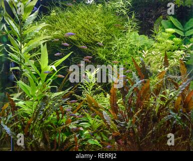 Dicht bepflanzte tropischen Süßwasser-Aquarium, Perlhühner Bär (Danio margaritatus), Deutschland Stockfoto