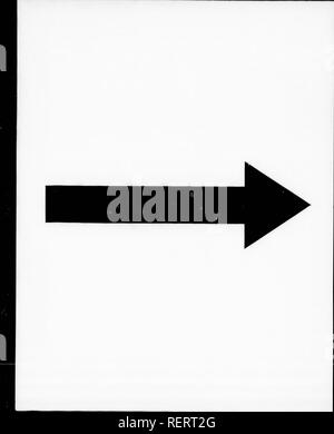 . Amerikanische Ornithologie, oder, die Naturgeschichte der Vögel von den Vereinigten Staaten [microform]. Wilson, Alexander, 1766-1813; Wilson, Alexander, 1766-1813; Vögel; Oiseaux. . Bitte beachten Sie, dass diese Bilder sind von der gescannten Seite Bilder, die digital für die Lesbarkeit verbessert haben mögen - Färbung und Aussehen dieser Abbildungen können nicht perfekt dem Original ähneln. extrahiert. Wilson, Alexander, 1766-1813; Canino, Charles Lucien Jules Laurent Bonaparte, Prinz de 1803 - 1857; Jardine, William, Sir, 1800-1874. London, Paris, New York: Cassell, Petter &Amp; Galpin Stockfoto