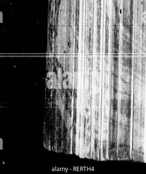 . Die illustrierte Naturgeschichte [microform]. Vögel; Naturgeschichte; Oiseaux; Baron. Es, 'M1'! Li.: Wenn*. Bitte beachten Sie, dass diese Bilder sind von der gescannten Seite Bilder, die digital für die Lesbarkeit verbessert haben mögen - Färbung und Aussehen dieser Abbildungen können nicht perfekt dem Original ähneln. extrahiert. Holz, J. G. (John George), 1827-1889. London: Routledge, Warne und Routledge Stockfoto