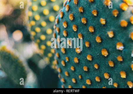 Detail der Muster durch die gelbe glochids eines Opuntia microdasys Kaktus Anlage Stockfoto