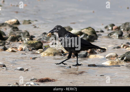 Krähe am Strand in Großbritannien mit einer Krabbe in seiner Rechnung Stockfoto