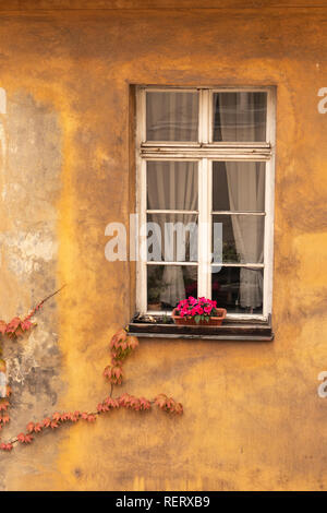 Die exterior​ eines Wohnimmobilien mit einem gelben wand mit Pflanzen, wächst sie in einem einzigen Fenster Stockfoto