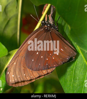 Gestreifte Euploea core, Core australian Crow, Indien Crow, Wissenschaftlicher Name Euploea core. hellbraun Butterfly mit weißen Punkten und schwarzen Kopf Stockfoto