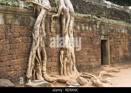 Kapok tree in den Ruinen, Ta Som Tempel Angkor, UNESCO-Weltkulturerbe, Siem Reap, Kambodscha, Südostasien Stockfoto