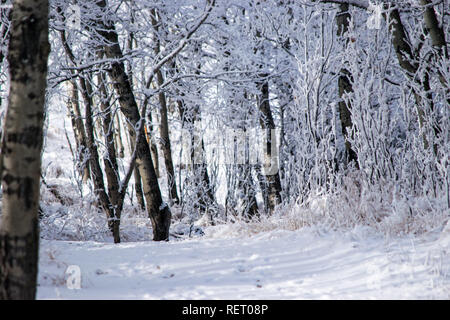 Extrem kalten Wintermorgen mit einer Wanderung durch das Schutzgebiet außerhalb von Calgary. Es war magisch. Stockfoto