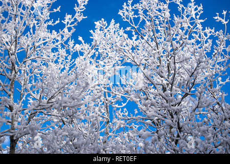 Extrem kalten Wintermorgen mit einer Wanderung durch das Schutzgebiet außerhalb von Calgary. Es war magisch. Stockfoto