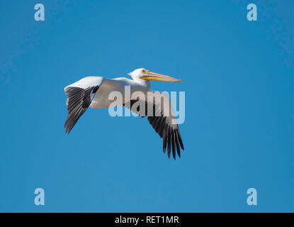 Ein Pelikan, Pelecanus erythrorhynchos, fliegen über den Roten Fluss gegen einen klaren, blauen Himmel in Elm Grove, LA, USA. Stockfoto