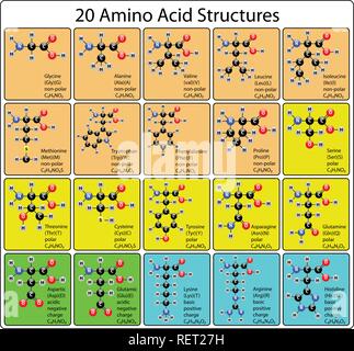 20 Aminosäure Moleküle Kugel-stab-Struktur Stock Vektor