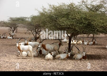 Scimitar - Oryx (Oryx dammah Gehörnten,), Sir Bani Yas Island, Private Game Reserve im Persischen Golf mit über 10000 Steppe Stockfoto