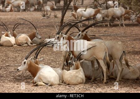 Scimitar - Oryx (Oryx dammah Gehörnten,), Sir Bani Yas Island, Private Game Reserve im Persischen Golf mit über 10000 Steppe Stockfoto