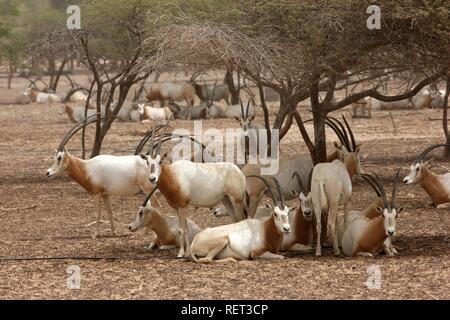 Scimitar - Oryx (Oryx dammah Gehörnten,), Sir Bani Yas Island, Private Game Reserve im Persischen Golf mit über 10000 Steppe Stockfoto