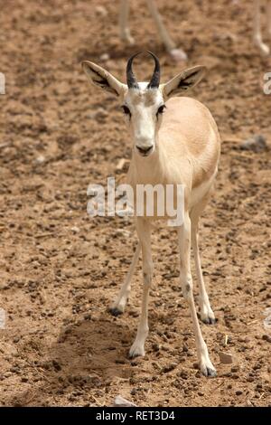 Scimitar - Oryx (Oryx dammah Gehörnten,), Sir Bani Yas Island, Private Game Reserve im Persischen Golf mit über 10000 Steppe Stockfoto